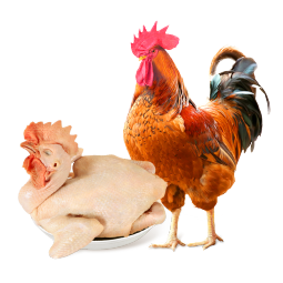 温氏供港农养大公鸡1.4kg 高品质 冷冻土鸡散养走地鸡炒鸡 整鸡
