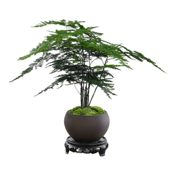 八芽文竹盆栽植物室内客厅中式禅意盆景好养绿植办公室摆件创意花卉 禅意盆文竹-含密胺托盘 带盆栽好