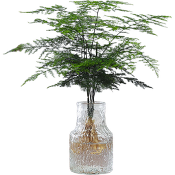 八芽文竹盆栽懒人水培植物客厅室内桌面好养四季好养发财树绿植吸甲醛 文竹-波浪瓶 含盆