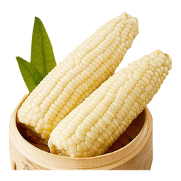 佟创东北白糯玉米棒 新鲜甜糯玉米棒 代餐轻食真空包装黏粘玉米 东北白糯玉米净重250g*10棒/箱