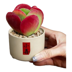 唐印桃蛋老桩万重山多肉植物盆栽肉肉办公室阳台绿植室内防辐射 一片心+小喜矮瓷盆+黄金沙【送水托】