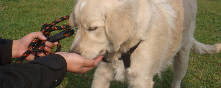 如何给宠物驱虫？