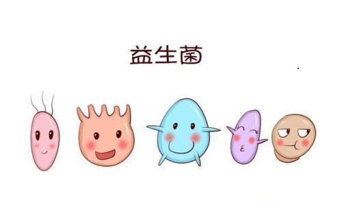 益生菌的陪伴