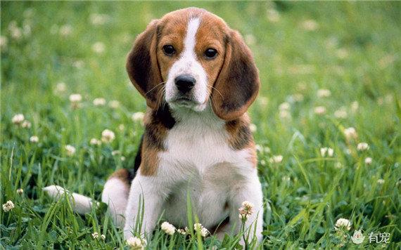 “狗娃”的口粮