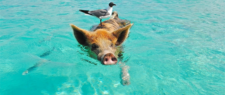 假期将至，猪肉开启涨价行情？