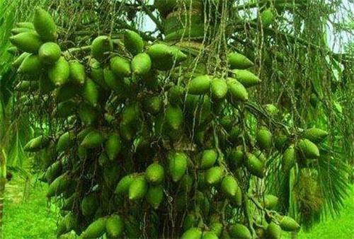 嚼槟榔的习俗是怎样来的？