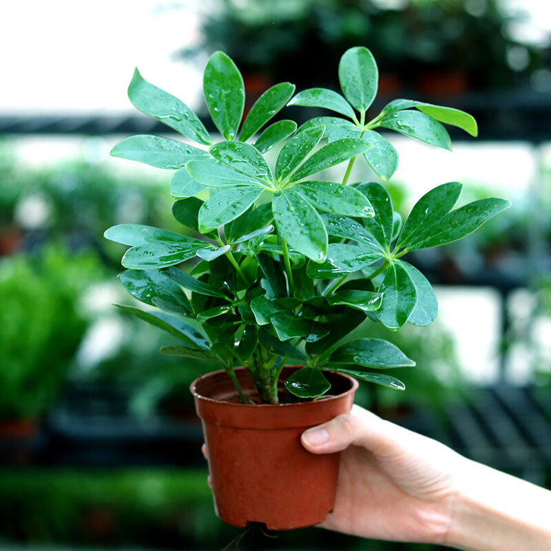 八方来财鸭脚木四季常青室内阳台桌面绿植盆栽天道酬勤古风盆带底座鸭