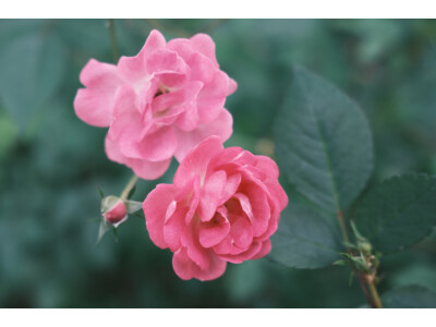 大家知奥之心om5和奥林巴斯em53区别有啥？大家觉得选择哪个好？ 观点 第5张