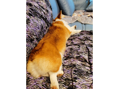 谈谈睿米eva和科沃斯T10的区别明显不?性价比哪个好更高? 观点 第5张-本站 谈谈睿米eva和科沃斯T10的区别明显不?性价比哪个好更高? 观点 第5张