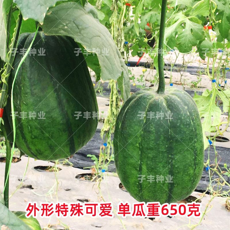 台湾美食农友苹果丝瓜种子春季秋季礼品肉丝瓜种孑基地精品蔬菜籽