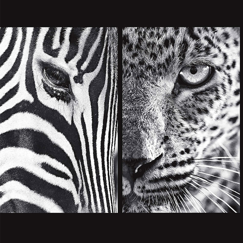 后浪正版现货包邮  自然的影调 范登伯格非洲草原动物自然风光摄影集艺术画册书籍