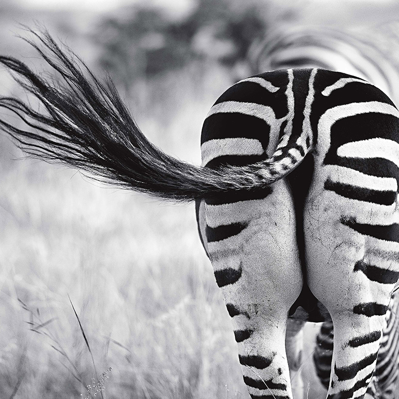 后浪正版现货包邮 自然的影调 范登伯格非洲草原动物自然风光摄影集艺术画册书籍