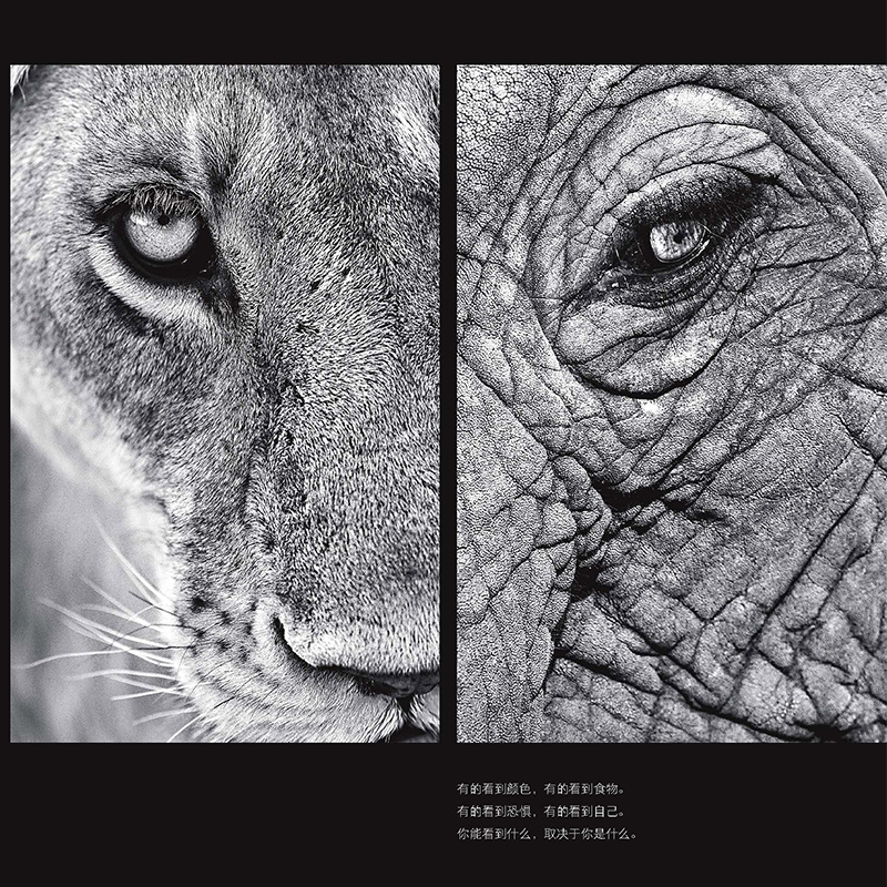 后浪正版现货包邮 自然的影调 范登伯格非洲草原动物自然风光摄影集艺术画册书籍