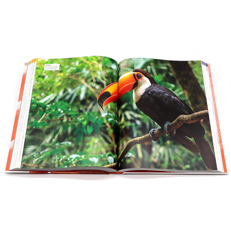 现货 DK鸟类世界百科全书 英文原版 Bird: The Definitive Visual Guide 精装大开插图书鸟类摄影爱好者鸟类生活习性科普书生物学