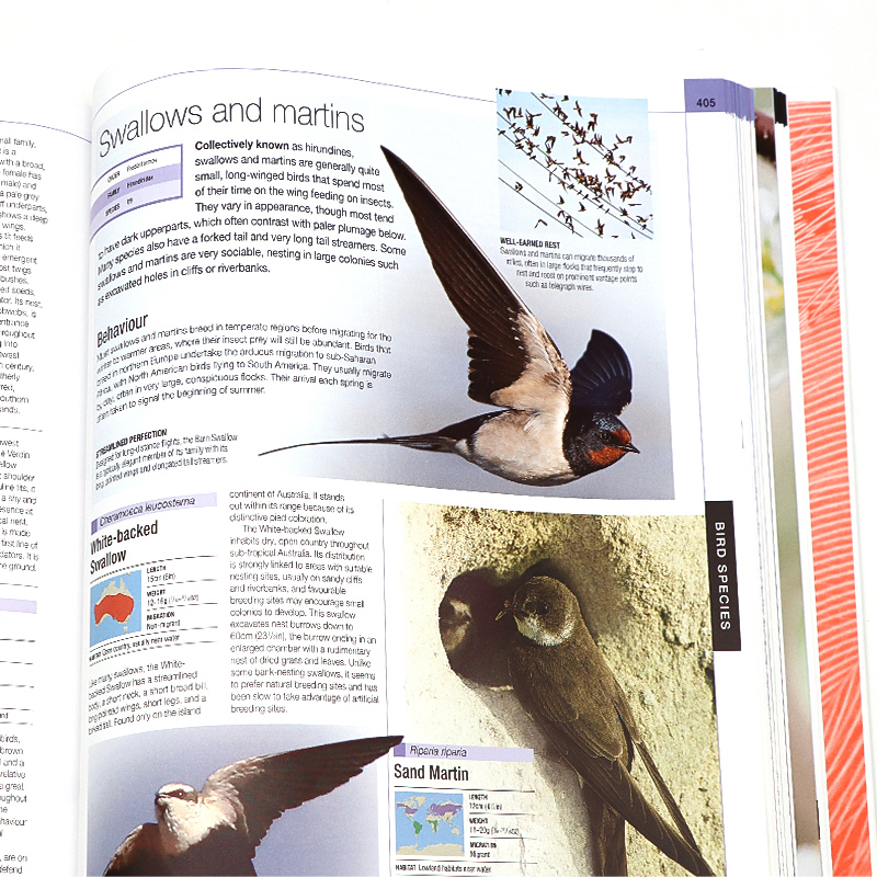 现货 DK鸟类世界百科全书 英文原版 Bird: The Definitive Visual Guide 精装大开插图书鸟类摄影爱好者鸟类生活习性科普书生物学