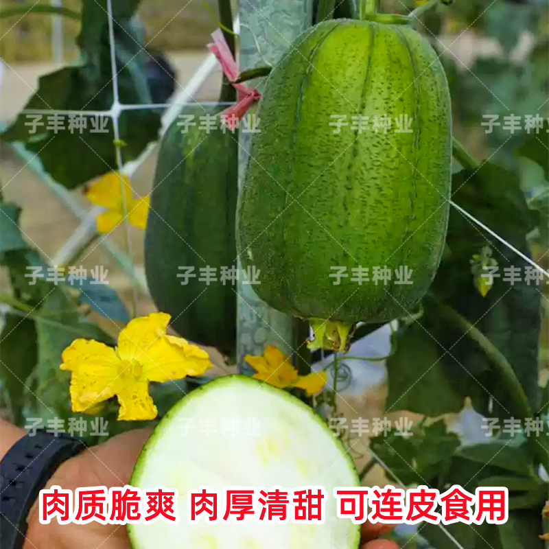 台湾美食农友苹果丝瓜种子春季秋季礼品肉丝瓜种孑基地精品蔬菜籽