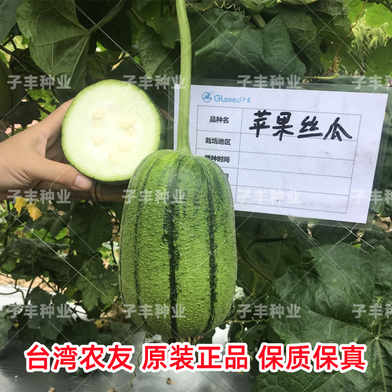 台湾美食农友苹果丝瓜种子春季秋季礼品肉丝瓜种孑基地精品蔬菜籽