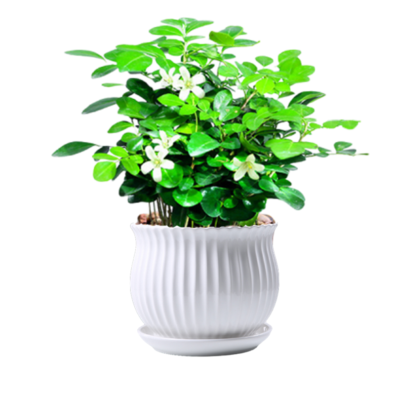 九里香水培植物盆栽四季开花卉七里香千里眼树苗老桩室内易活绿植