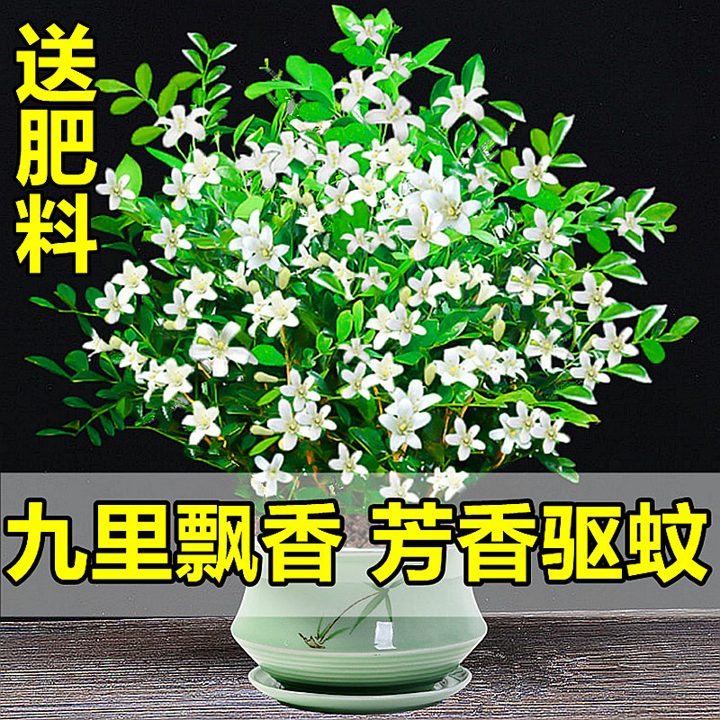 九里香水培植物盆栽四季开花卉七里香千里眼树苗老桩室内易活绿植