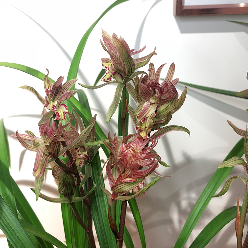 兰花苗 春暖花开 春剑奇花浓香名品易花好养花卉盆栽 冬季带花苞