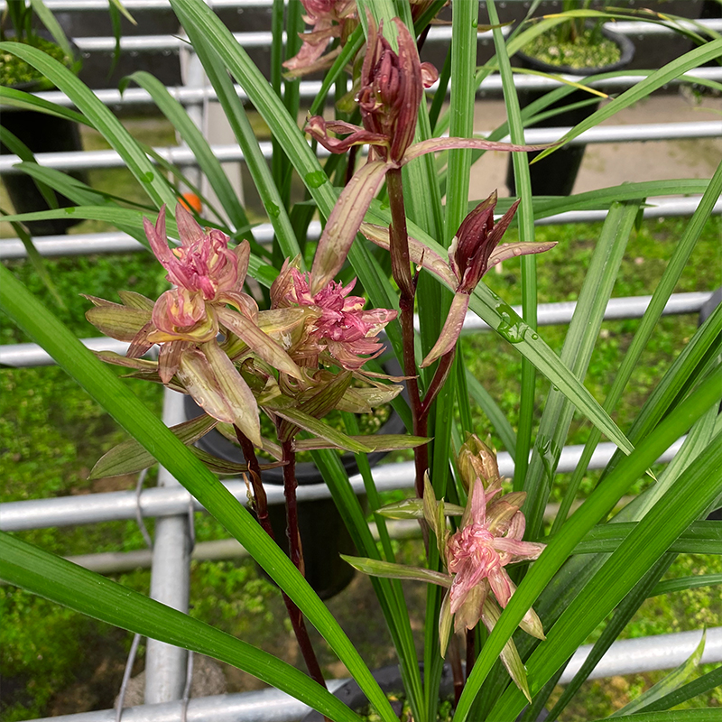 兰花苗 春暖花开 春剑奇花浓香名品易花好养花卉盆栽 冬季带花苞