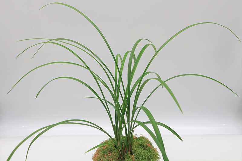 兰花苗 春暖花开 春剑奇花浓香名品易花好养花卉盆栽 冬季带花苞