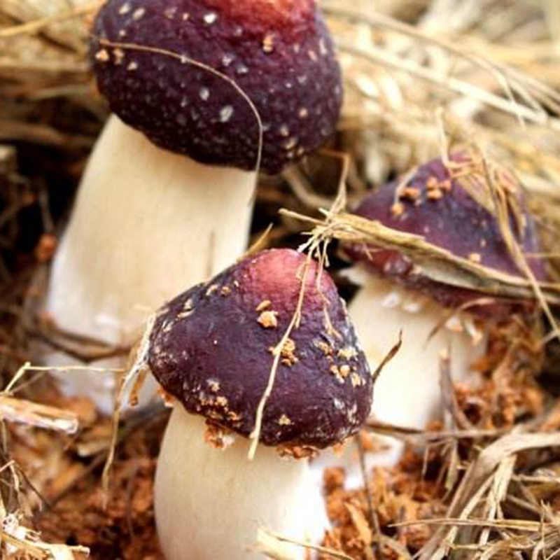 雪山松茸干片 采购大量价格更优惠云南特产菌类都有500克一斤装