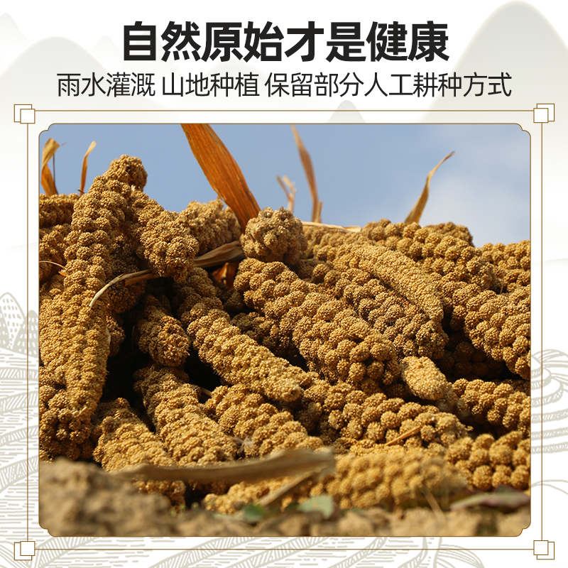 米脂小米陕北黄小米2500g小米粥陕北杂粮特产黄米5斤真空装