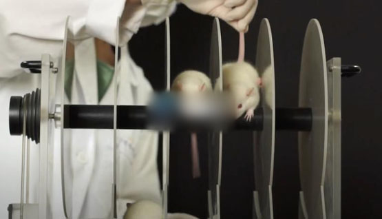 小鼠耐力滚轮测试仪