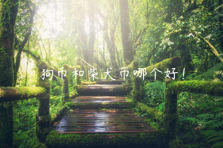 狗币和柴犬币哪个好！_1-第1张图片-本站