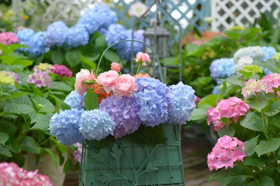 为什么要冻绣球花？