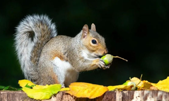 PNUT币的市场传奇