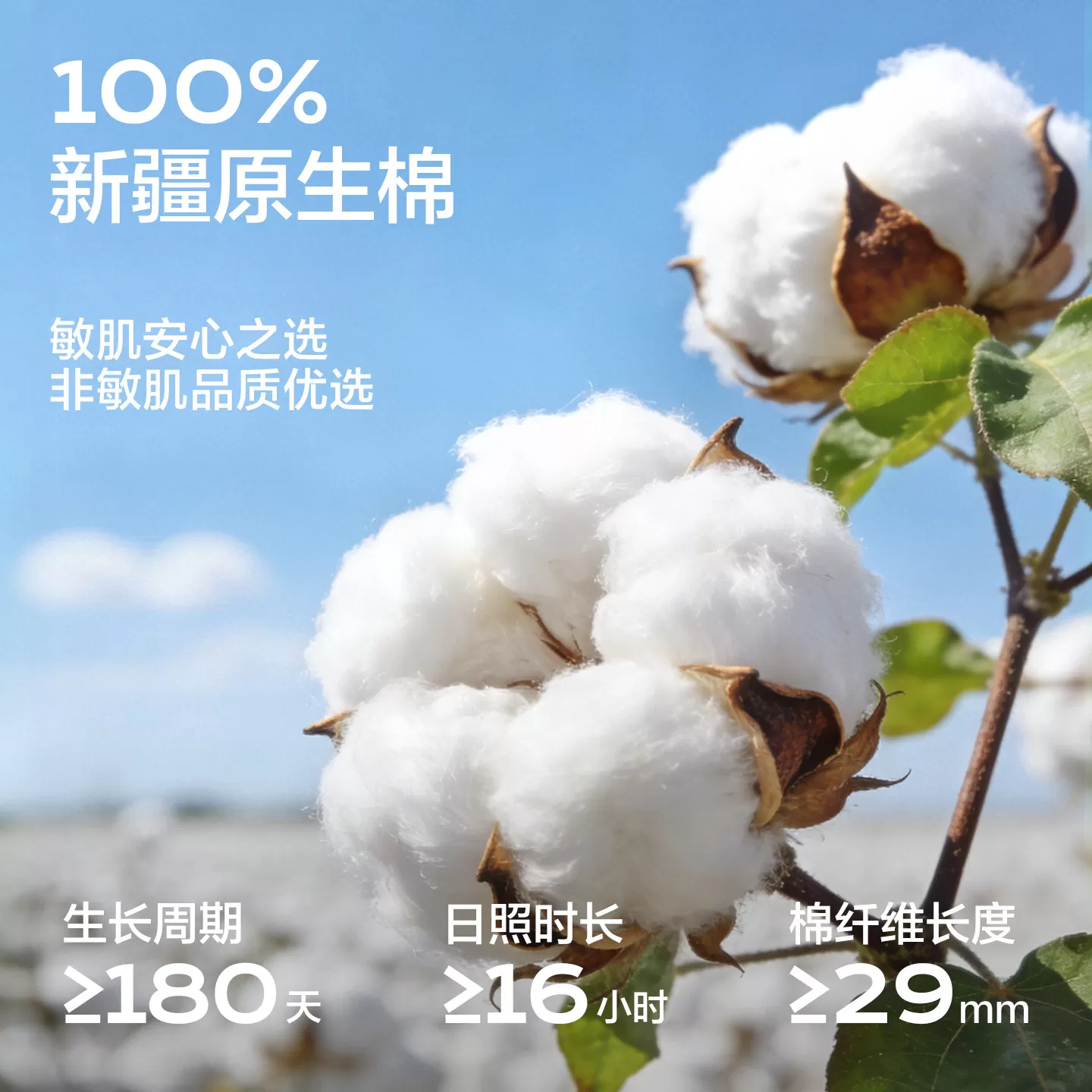 一次性内裤女纯棉无菌独立包装产妇月子免洗女款高腰大码日抛裤男