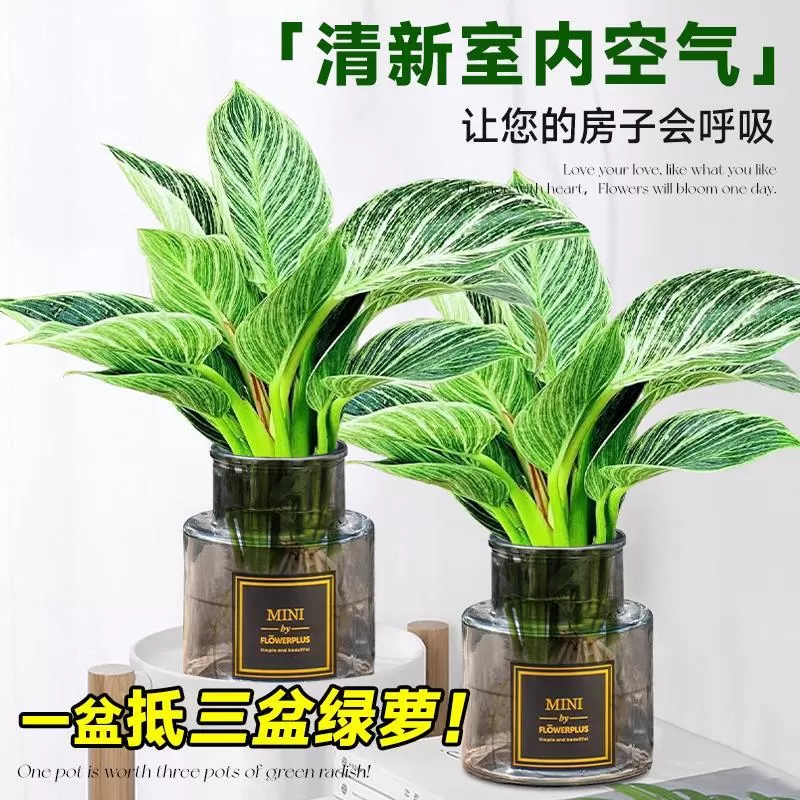 铂金钻水培植物室内好养大叶金钻绿公主盆栽带花苞蔓绿绒花卉绿植