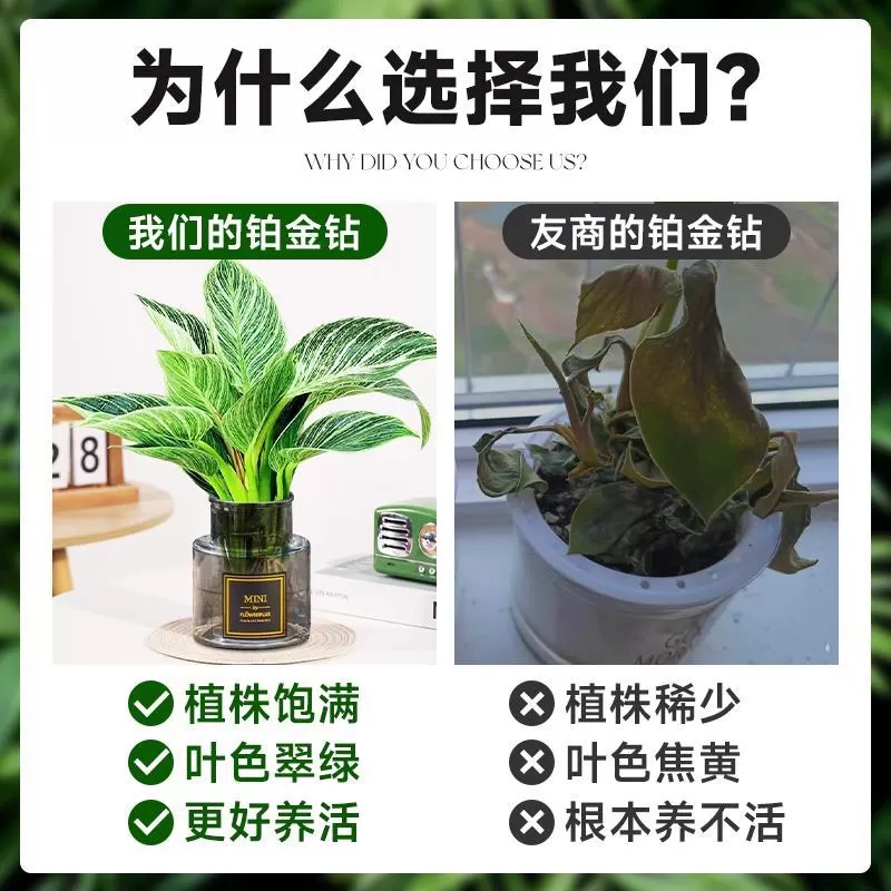 铂金钻水培植物室内好养大叶金钻绿公主盆栽带花苞蔓绿绒花卉绿植