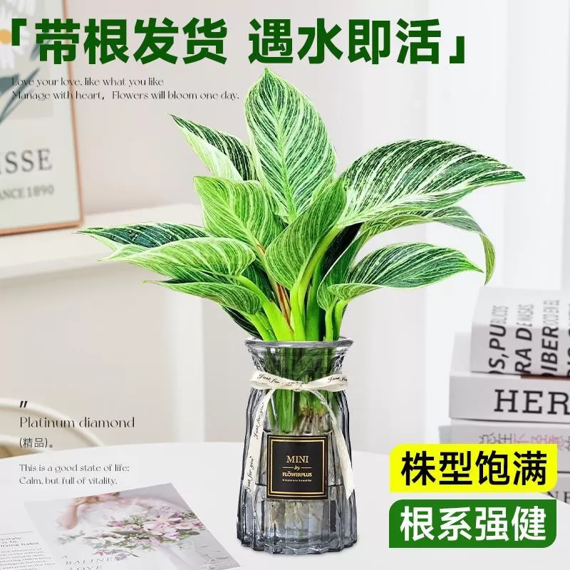 铂金钻水培植物室内好养大叶金钻绿公主盆栽带花苞蔓绿绒花卉绿植