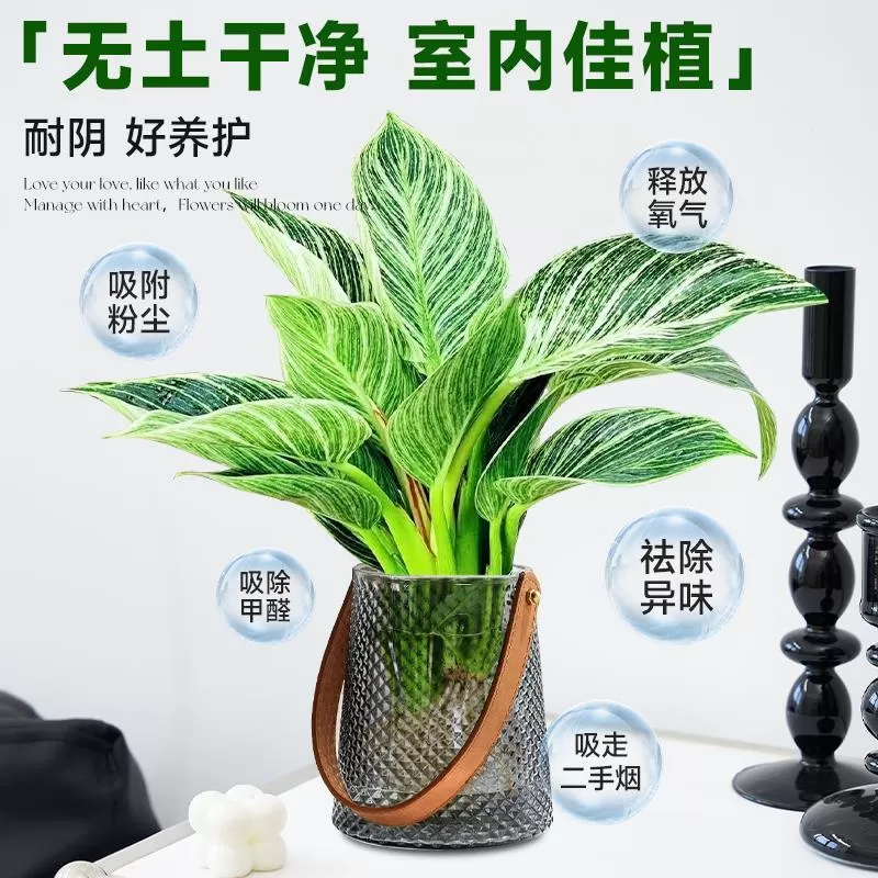 铂金钻水培植物室内好养大叶金钻绿公主盆栽带花苞蔓绿绒花卉绿植