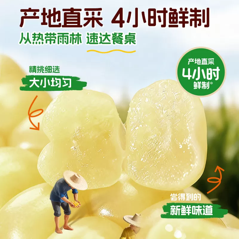 爷爷的农场玉米云南西双版纳香糯拇指玉米甜糯粗粮早餐七色糙米粥